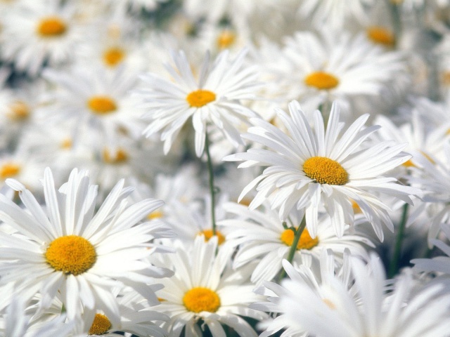 Nature_Flowers_White_Daisies_018900_29.jpg