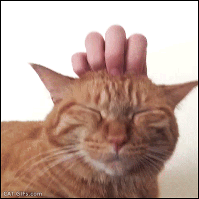 Рука гладит мем. Гладить кота. Котика гладят. Котика гладят по голове. Рука гладит кота