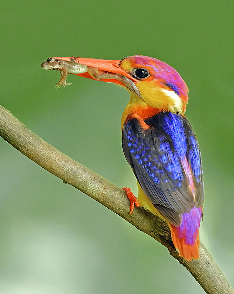 Oriental_dwarf_kingfisher_(Ceyx_erithaca)_Photograph_by_Shantanu_Kuveskar.jpg