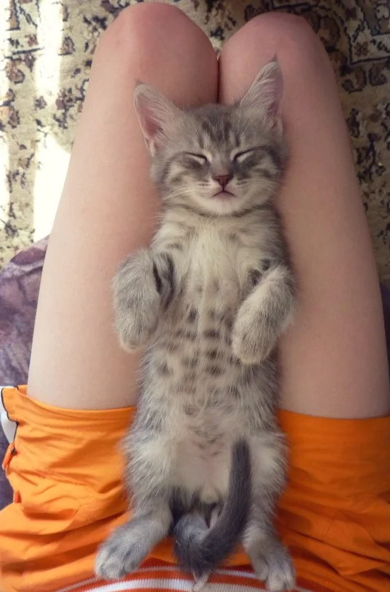 p8ktnzvhyv8-jpg.1105441