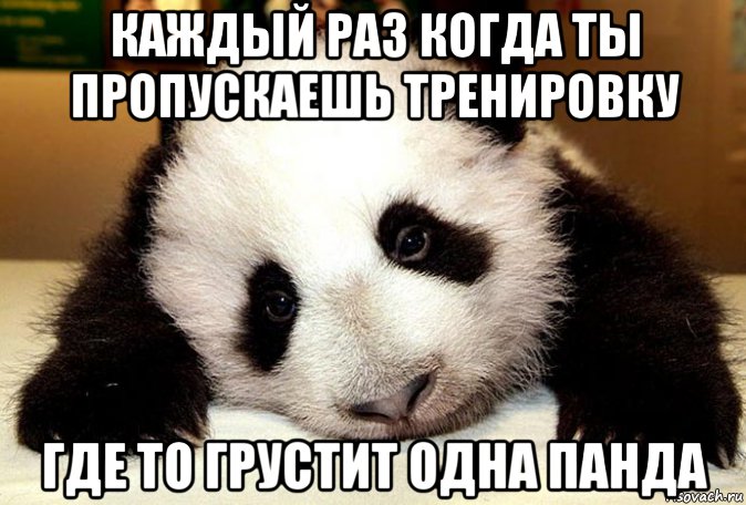 panda-frendzona_68016344_orig_.jpg