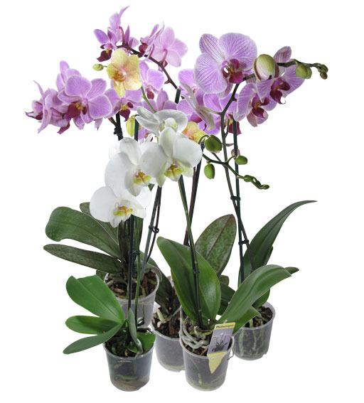 Phalaenopsis-mix_9.jpg