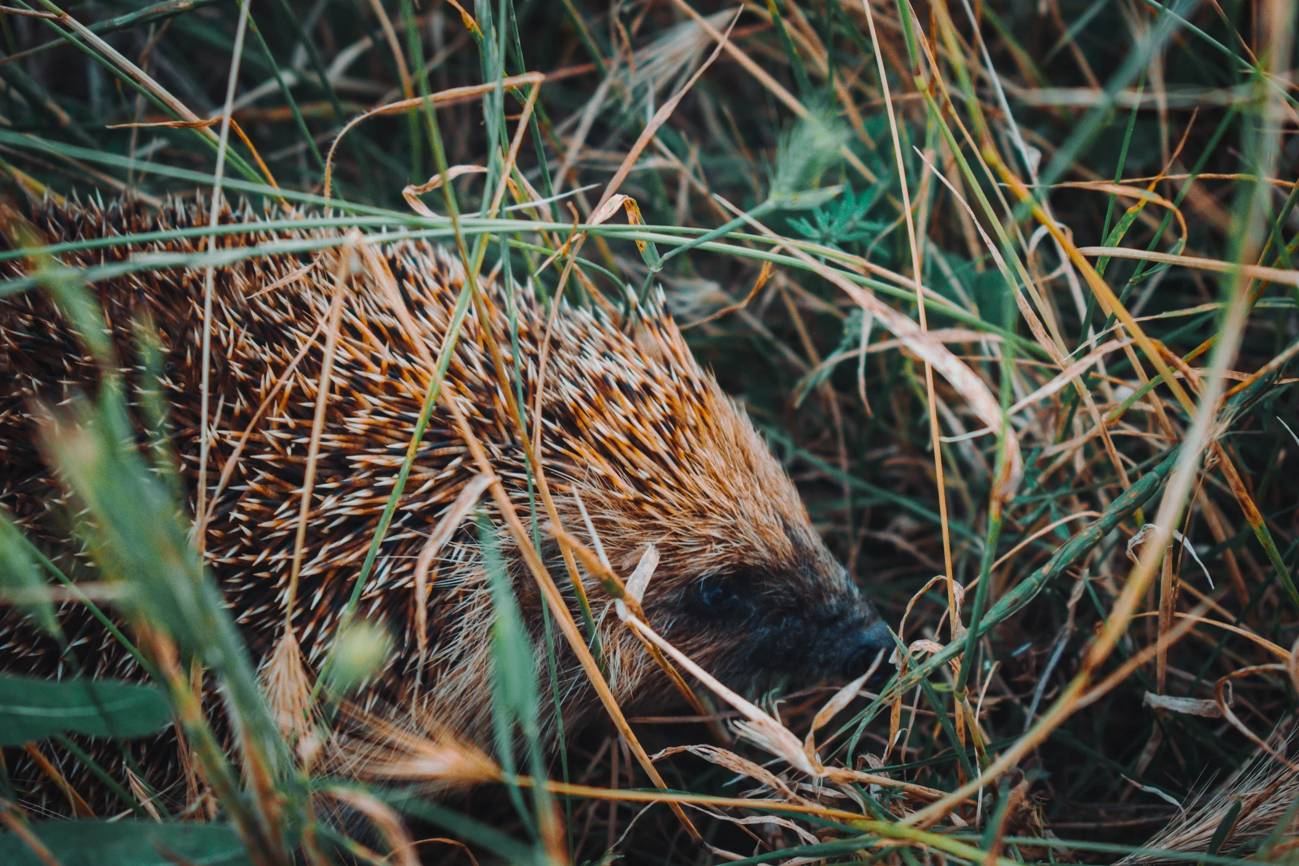 pn_27wvuguc-jpg.1887193