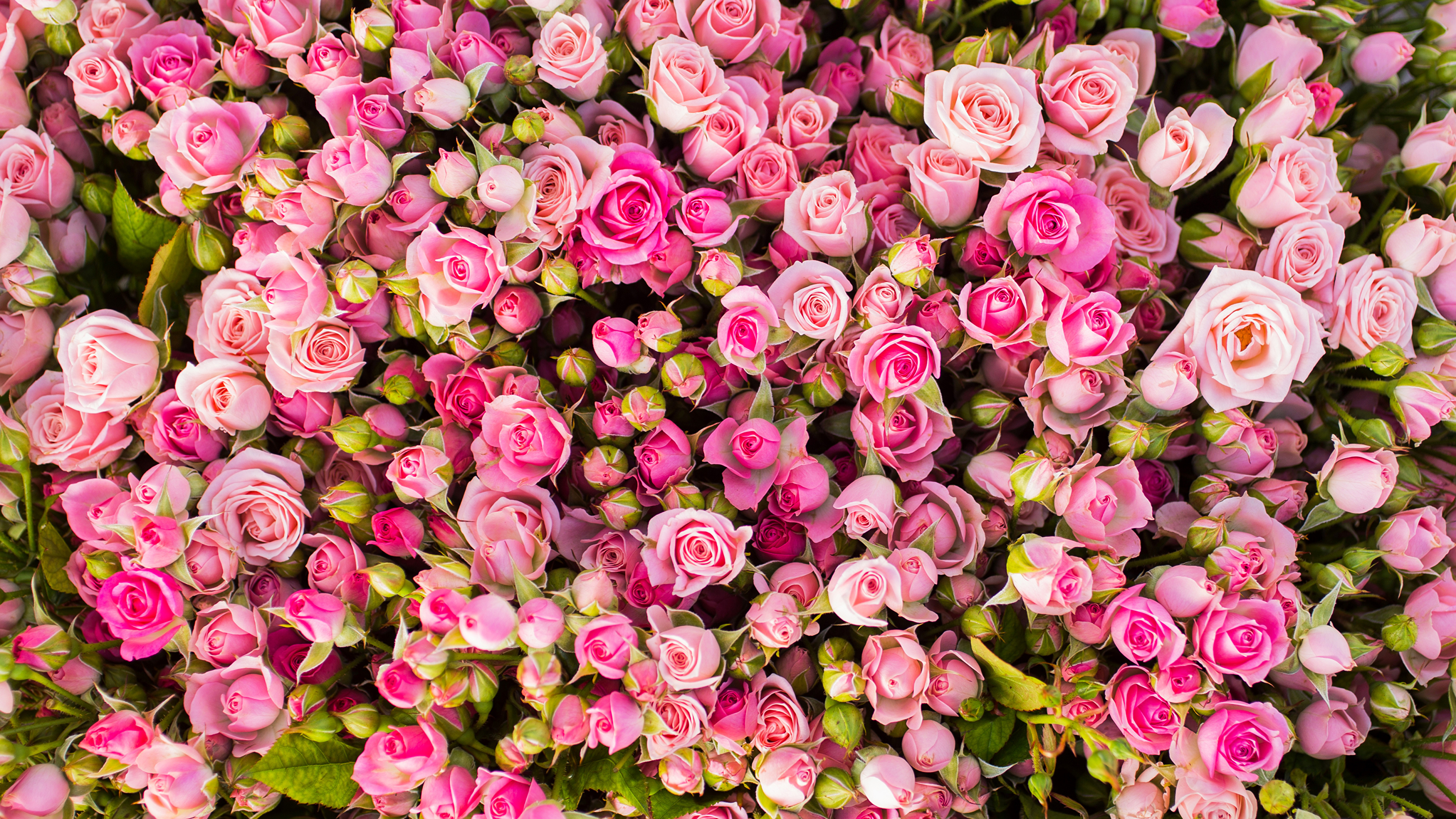 Roses_Many_Pink_color_512131_3840x2160.jpg