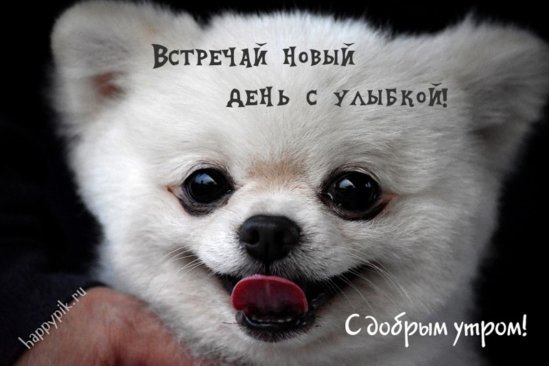 s-dobrym-utrom-zhivotnye11_happypik.ru_.jpg