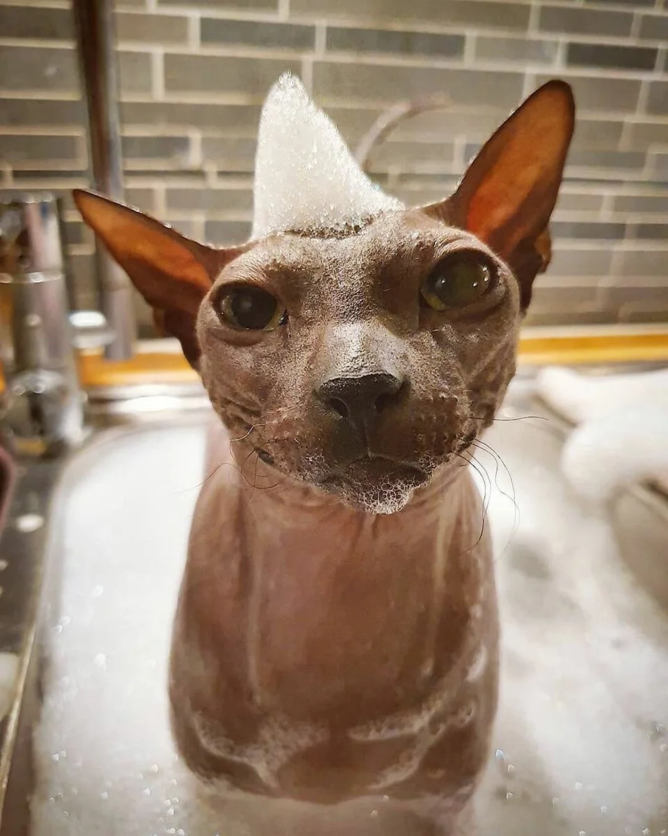 scale_1200-jpeg.1114781