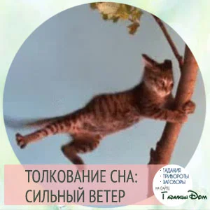 шторомово епредупреждение. сильный ветер и зонт. ураган пальмы. к чему снится сильный ветер на улице. сильный ветер в деревне.