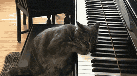 smeshniye-zhivotniye-pianist.gif