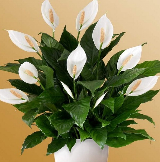 spathiphyllum-peace-lily.jpg