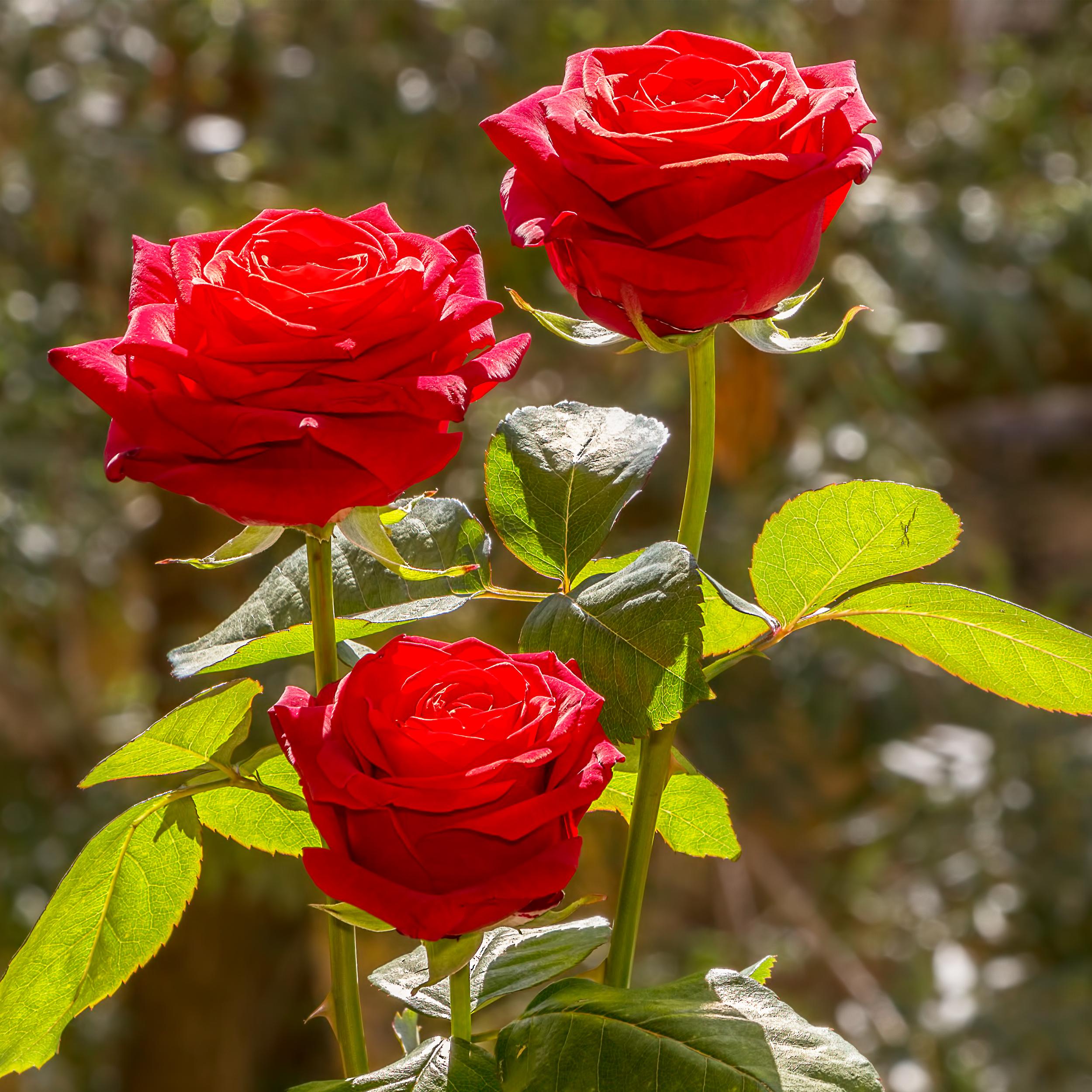 три алые розы -3 красных розы.jpg