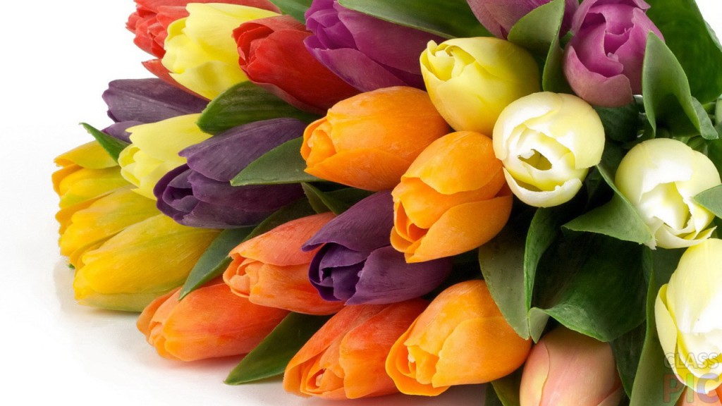 tulip-1024x576.jpg
