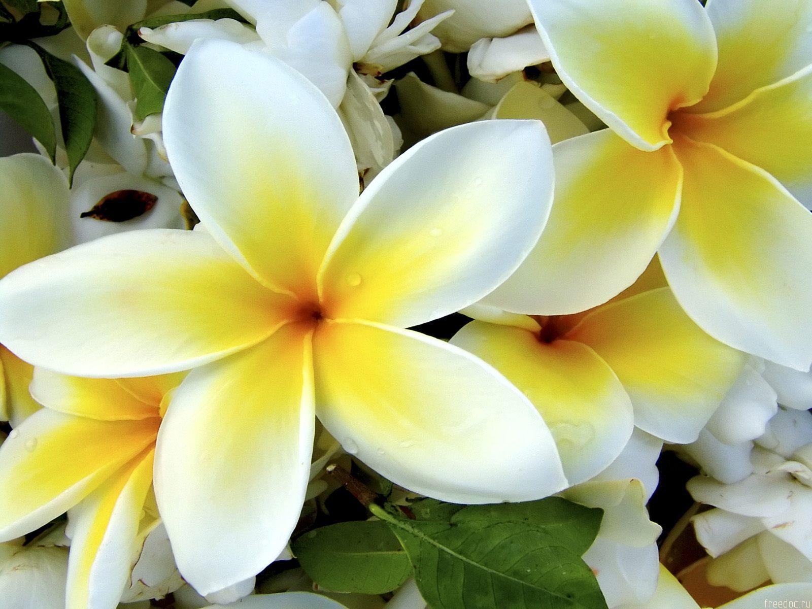 types-of-yellow-flowers-24-widescreen-wallpaper.jpg