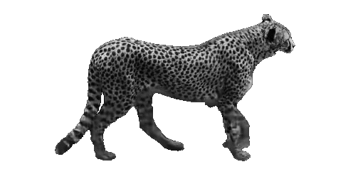 walking-leopard3-gif.290580