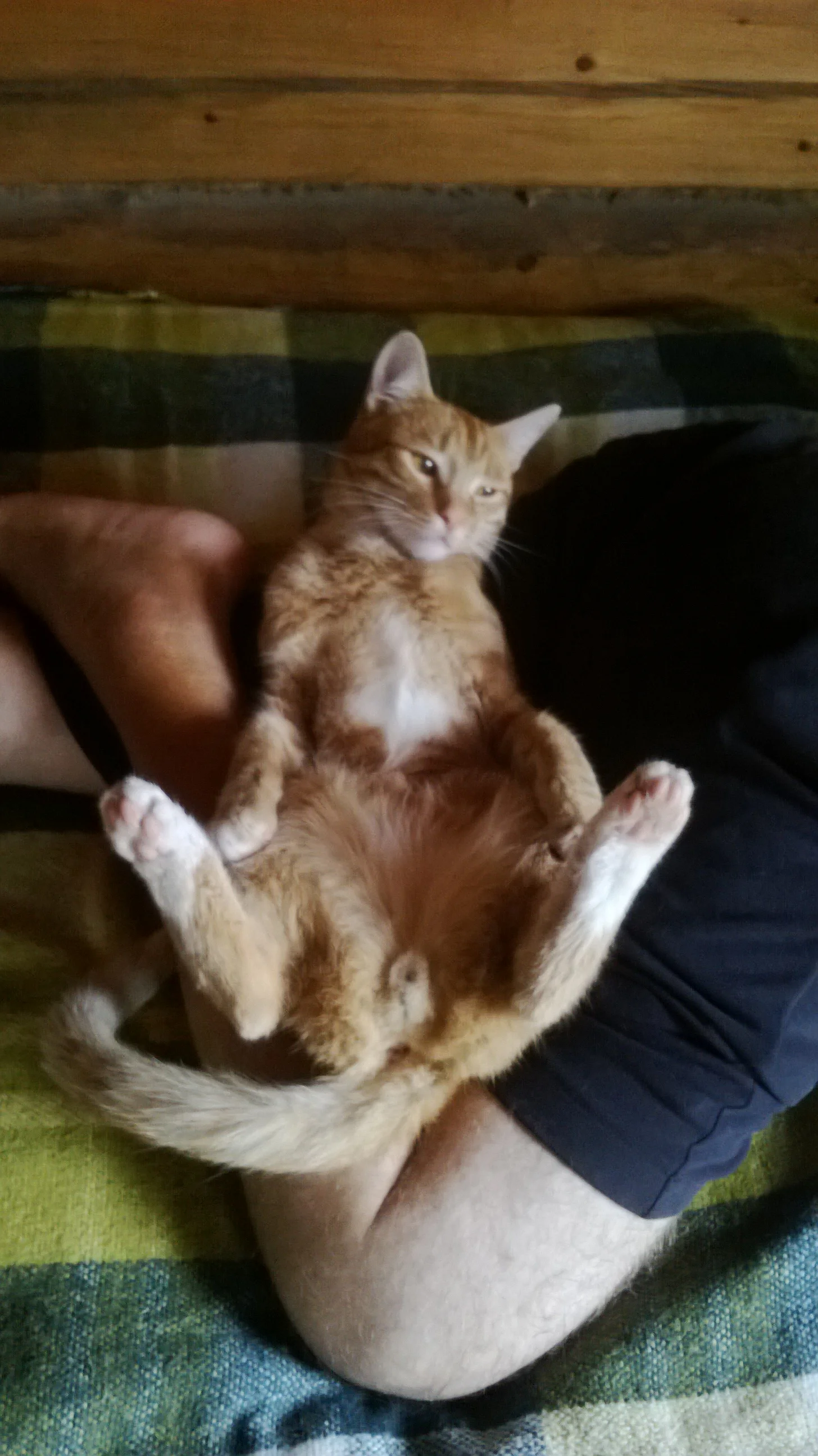 wp_20140818_003-jpg.1068719