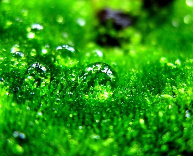 zelenyj-cvet-jpg.552477