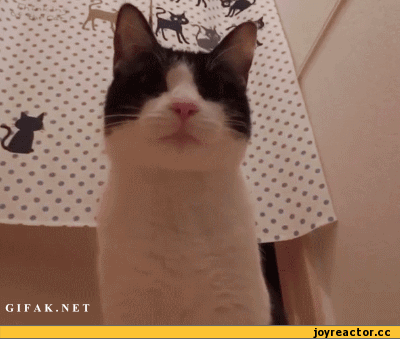 Котенок кричит. Гифки кот. Кот в шоке. Гифка кот мем. Кот удивляется.