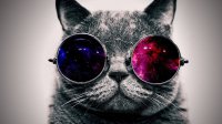cat_face_glasses_thick_65455_3840x2160.jpg