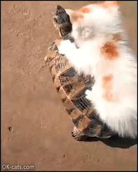 Funny_Kitten_GIF__Brave_kitty_ridding_a_tortoise_They_see_me_rollin_39__they_hatin_39__ok-cats...gif