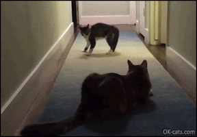Crazy_Kitten_GIF__Hilarious_kitten_tries_to_intimidate_big_cat_with_Ninja_moves_but_fails_haha...gif