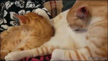 Funny_Cat_GIF__2_cats_cleaning_themselves_in_purrfect_sync_Team_spirit_ok-cats_com.gif