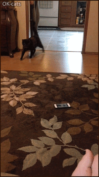 Funny_Cat_GIF__When_your_cat_steals_your_new_smartphone_because_she_heard_many_MEOOOW_39_from_...gif