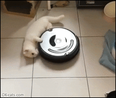 Funny_Cat_GIF__White_cat_hanging_on_roomba_going_round_round_round_Best_useful_cat_toy_ever_ok...gif
