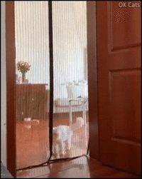 Funny_Cat_GIF__Clever_and_brave_cat_jumps_through_a_door_curtain_like_a_boss_ok-cats_com.gif
