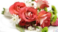 lovely-rose-1024x576.jpg