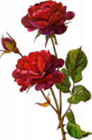 Rose_with_leaf3.png