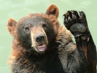 bear-waving-1404441-1024x768.jpg