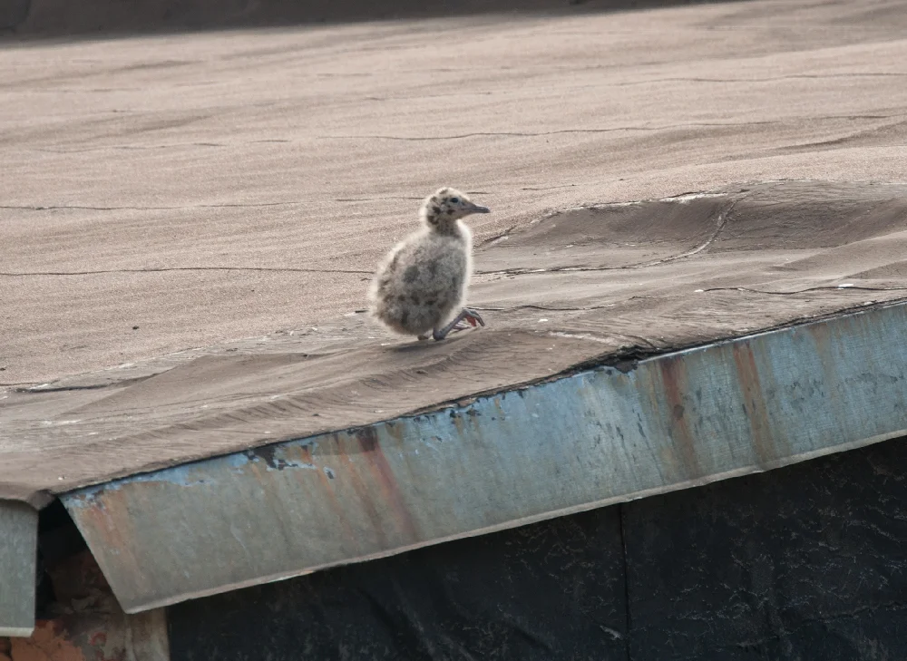 животное на крыше дома. птенец чайки магадан. горихвостка-чернушка птенец. птенец на крыше. домовой воробей гнездо.