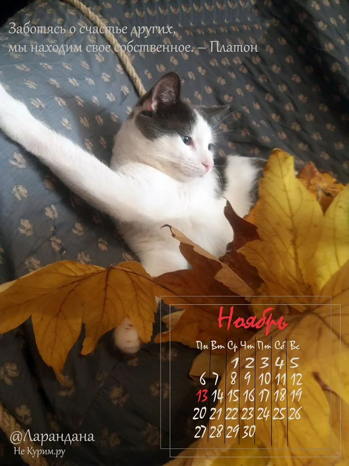 13 ноября