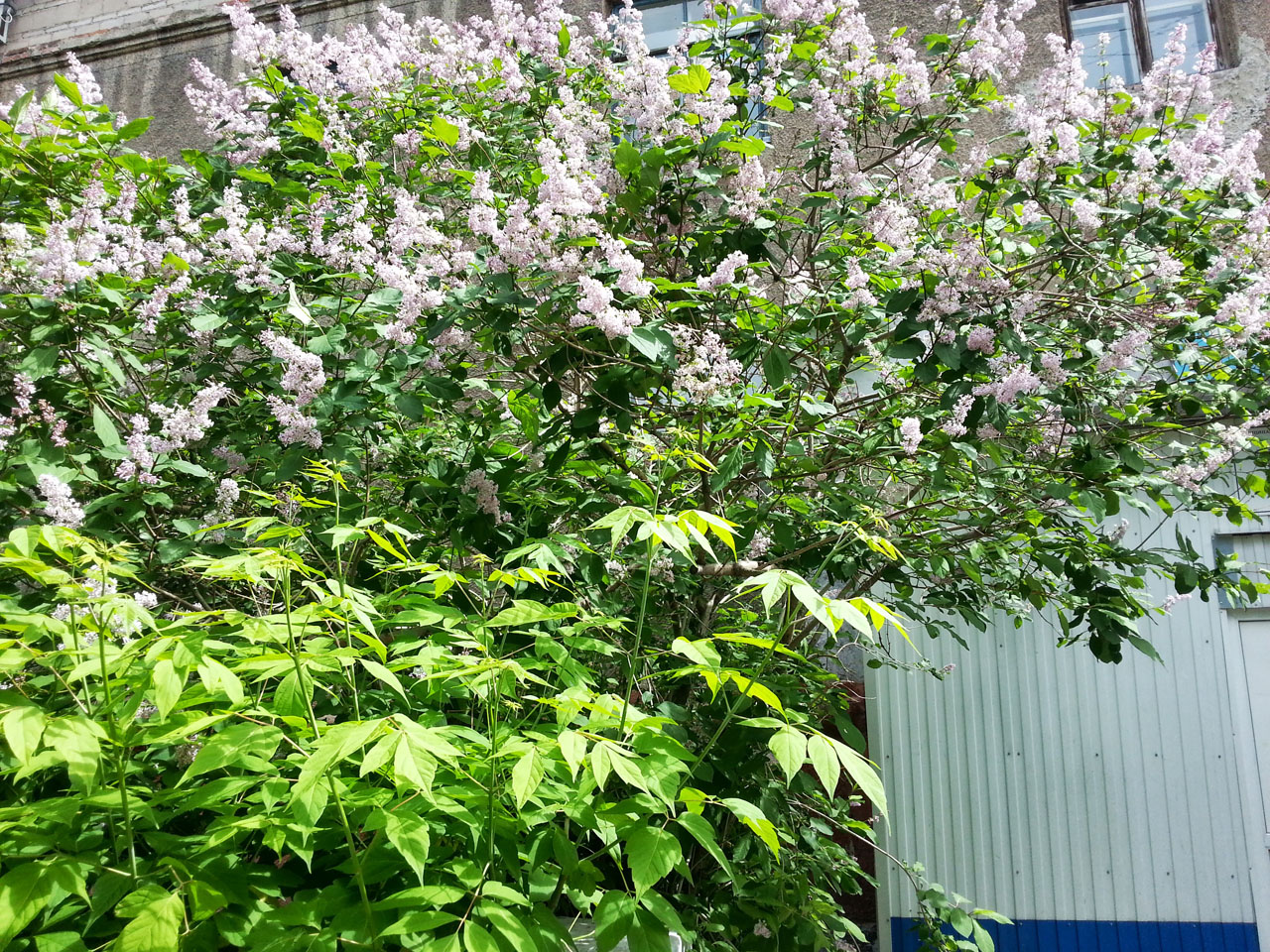 20130630_150601.jpg