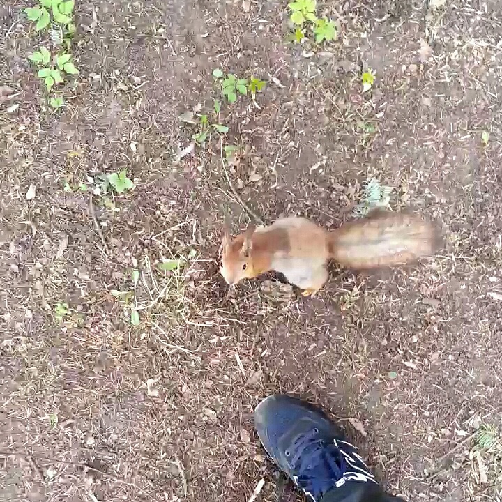 -А ну, доставай орешки, а то не пропущу! )