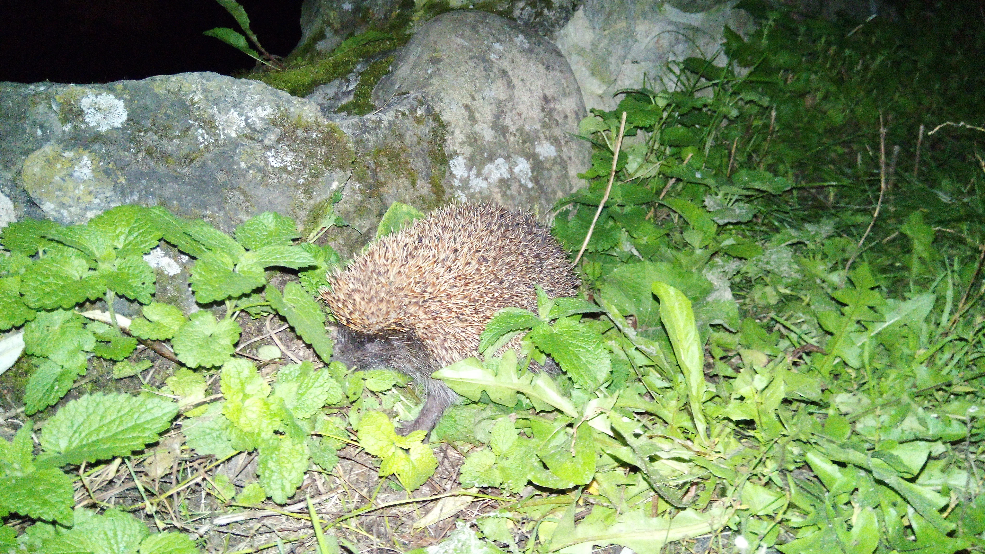 Ёжик в парке 04