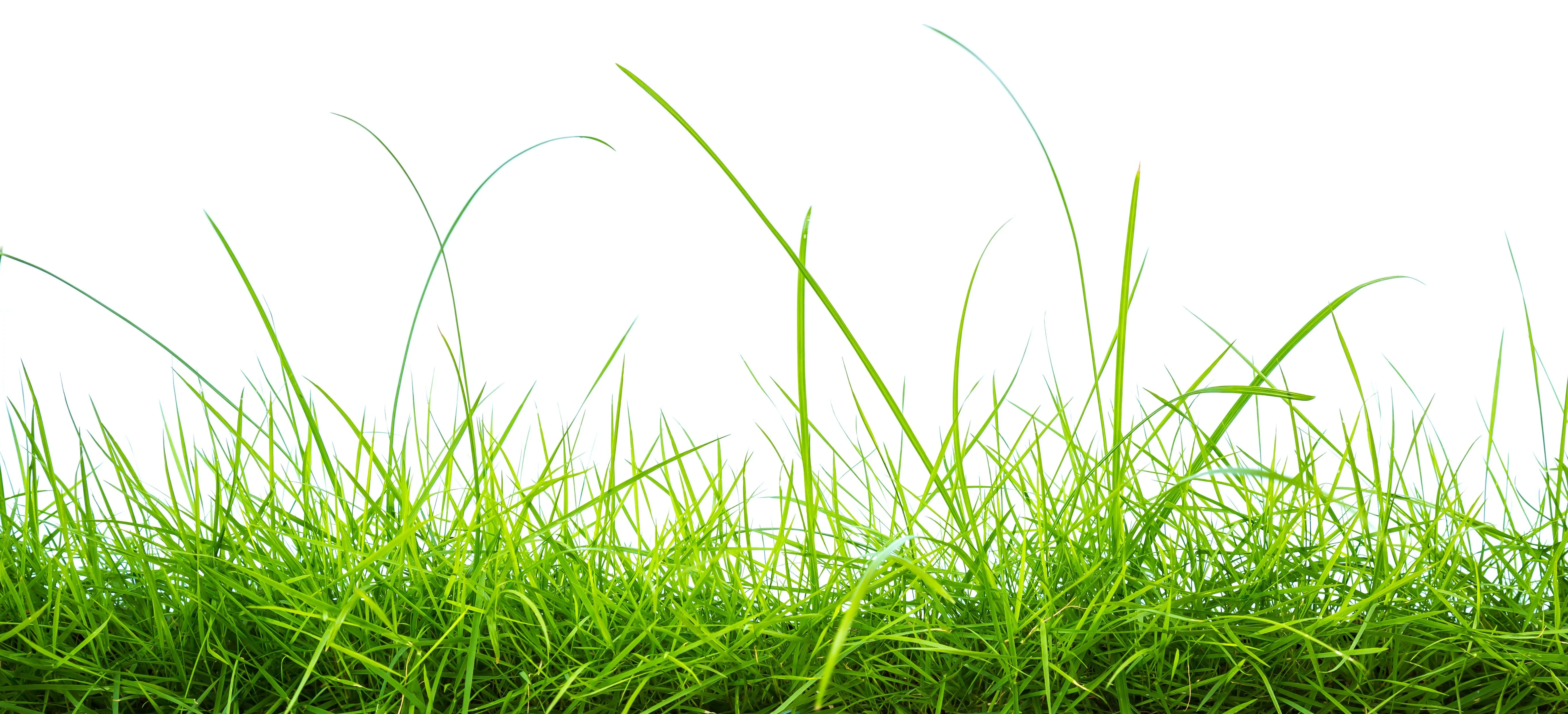 fresh-green-grass-white-background.webp
