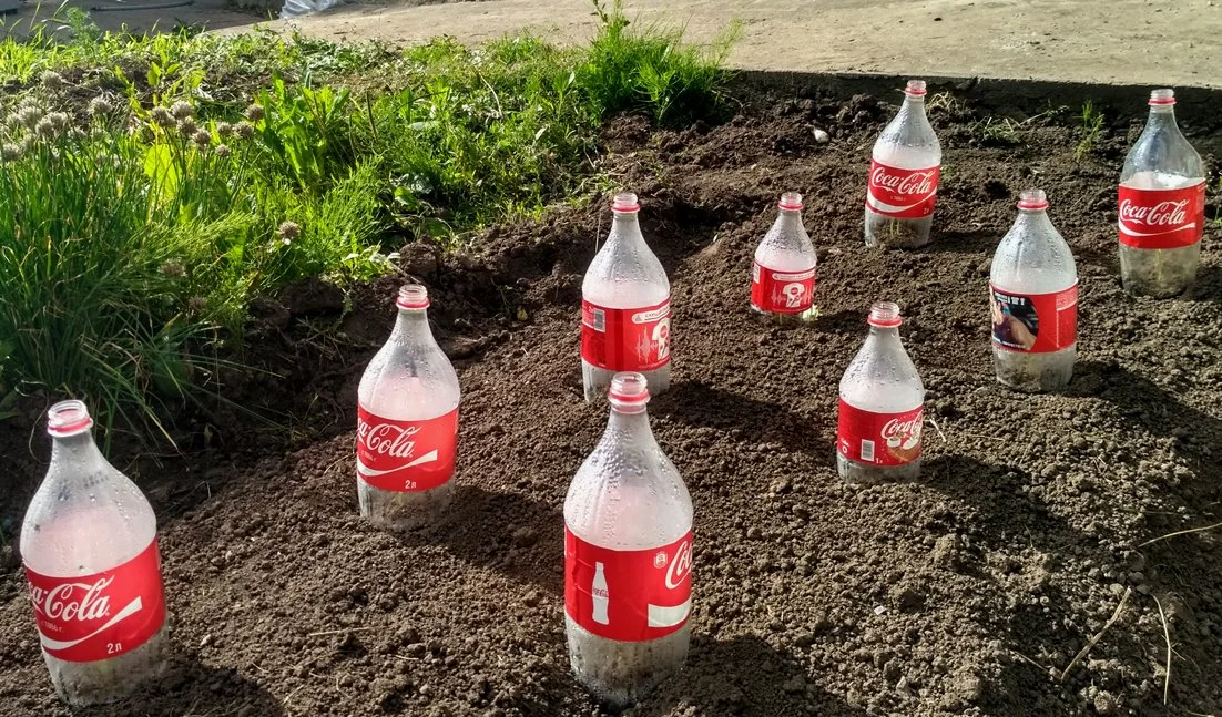 Грядка Колы-)