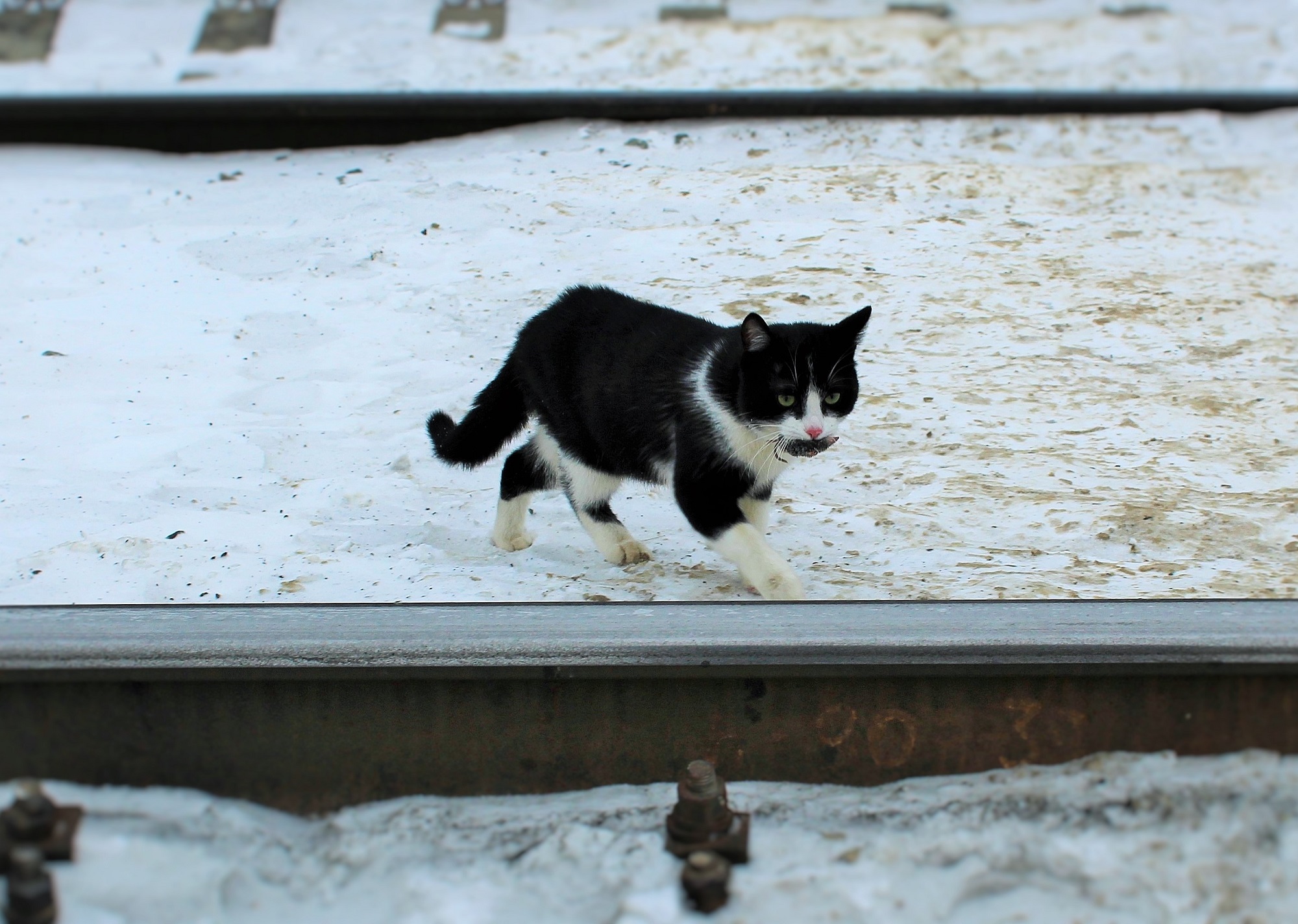 Кошка и мышка на железной дороге)))