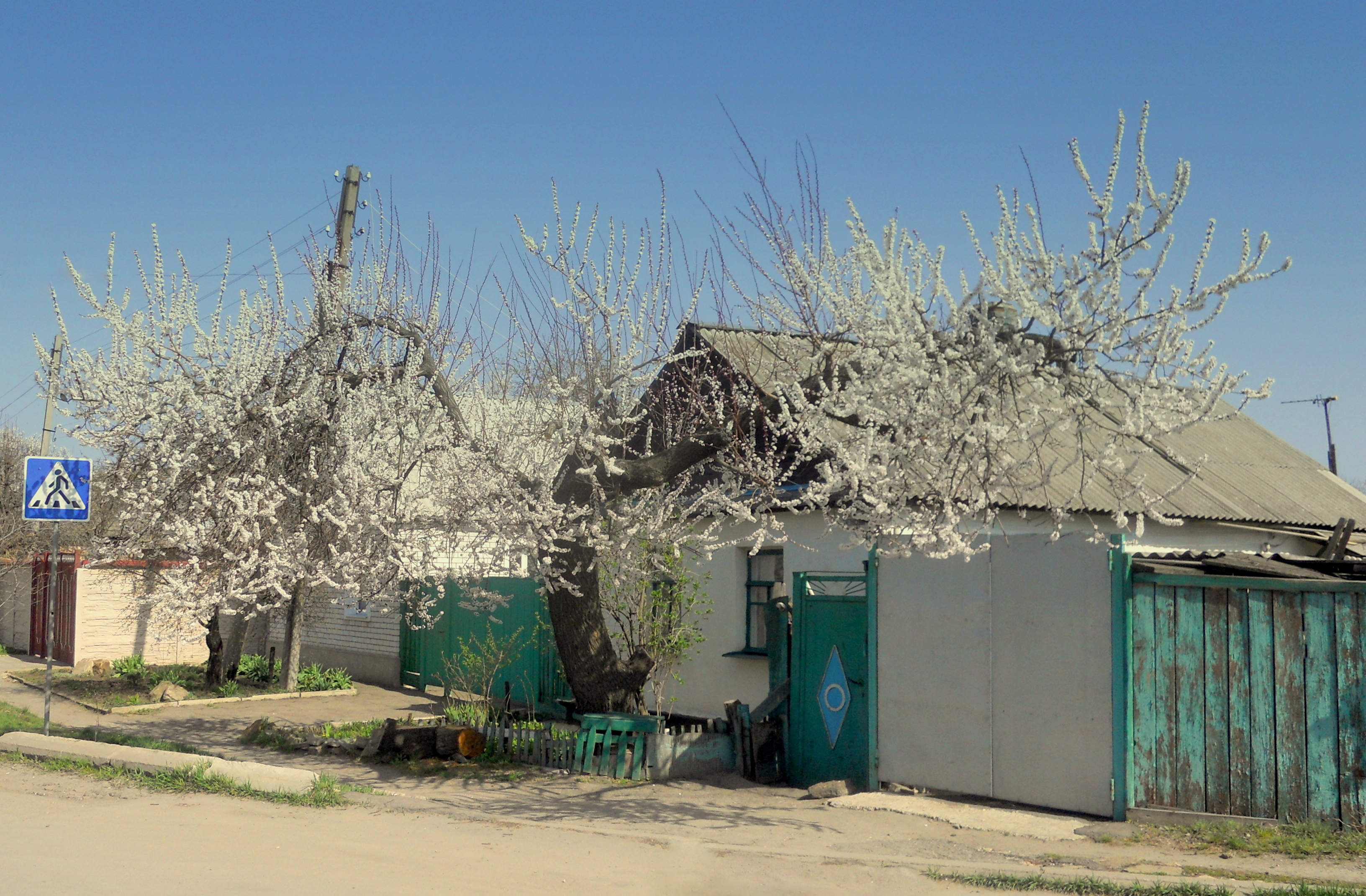 Луганский ответ японским сакурам )