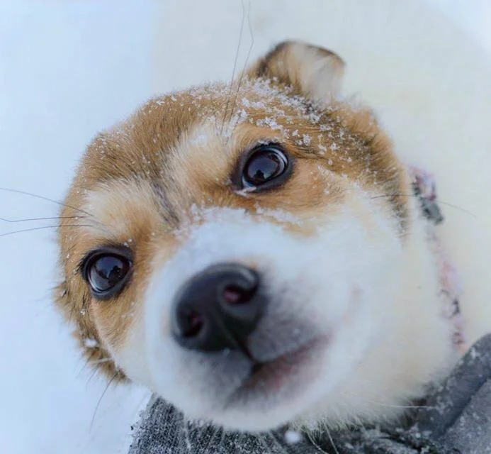 Моя Бэка