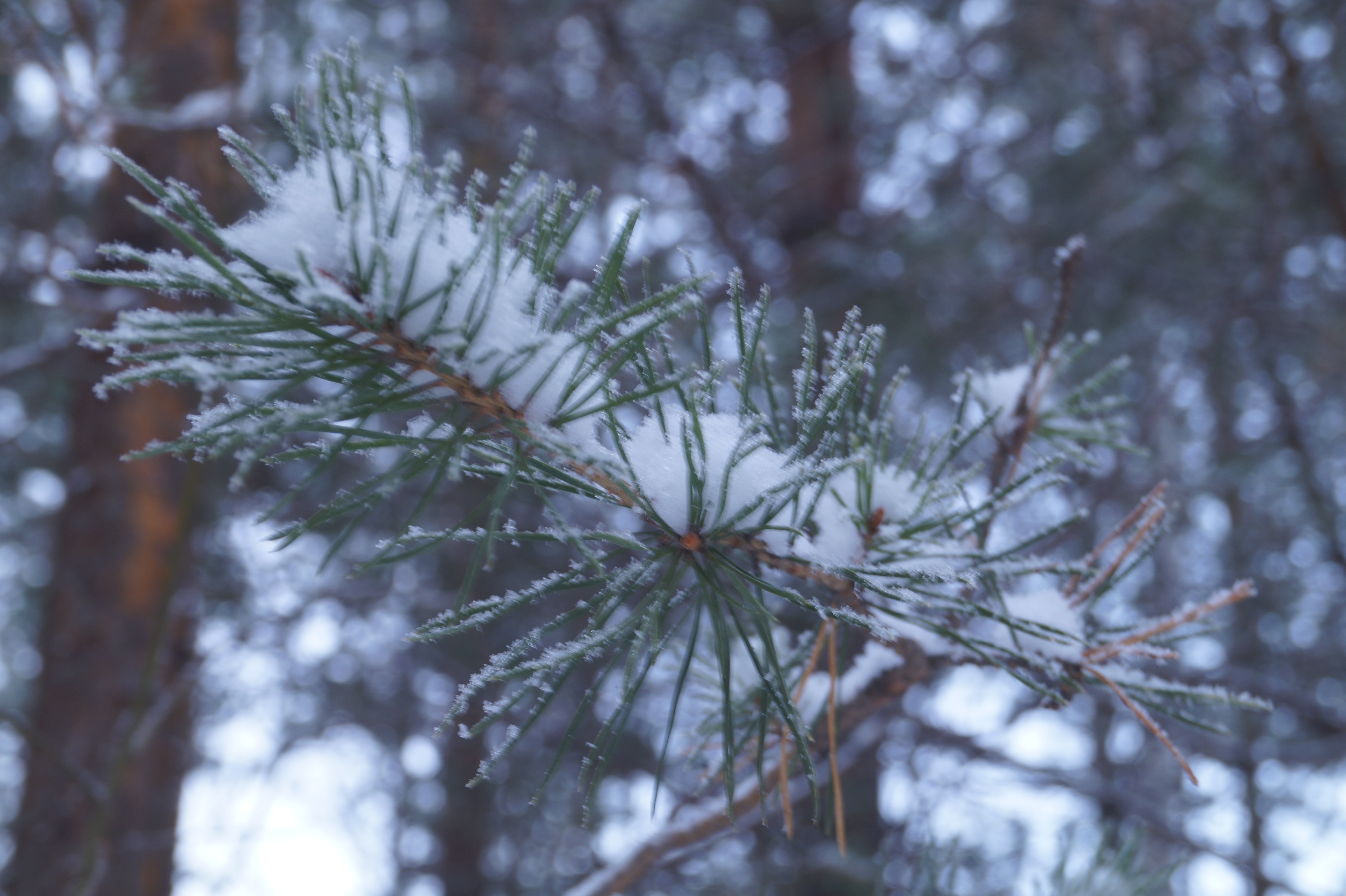 Новогодний лес 1