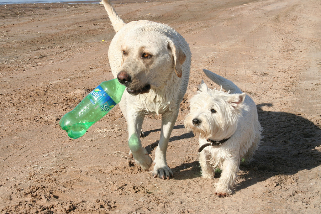 послали за водой