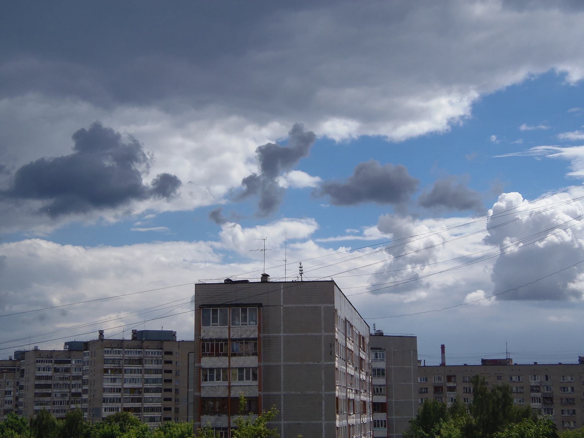 "серокрылые лошадки"