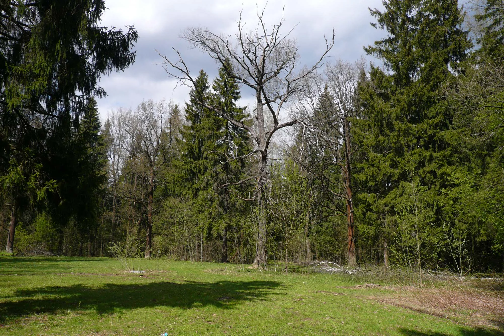 Старые дубы