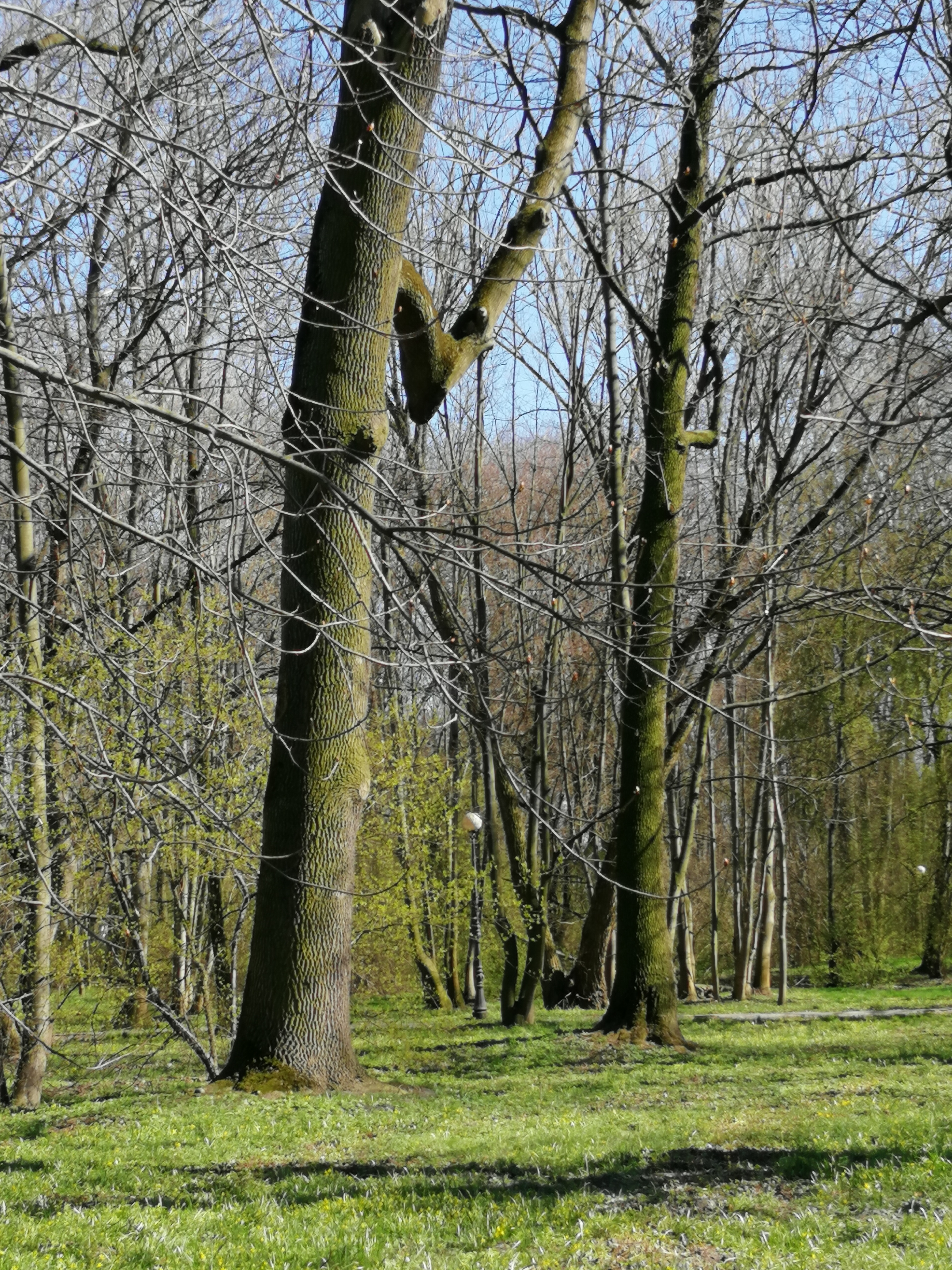 Весна в парке