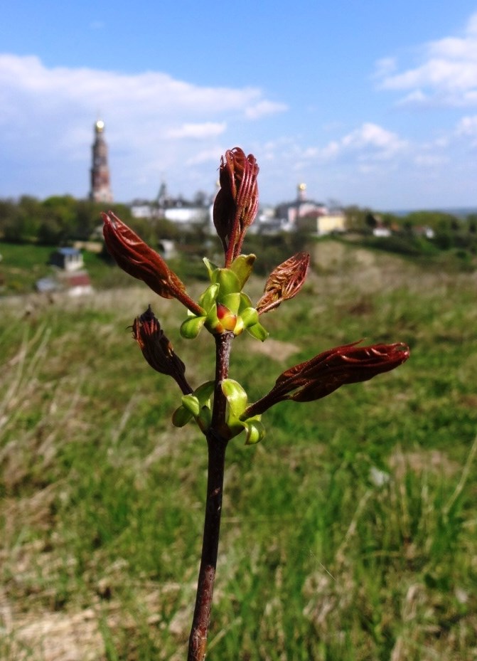 Весна