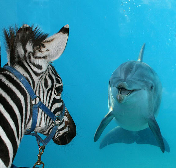 zebra_dolphin_sixflagsdiscoverykingdom.jpg