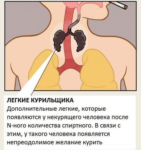 Как выглядят лёгкие курильщика и здорового человека