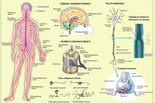 Нервная система при курении