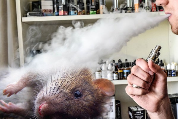 Вред электронных сигарет доказали на крысах 